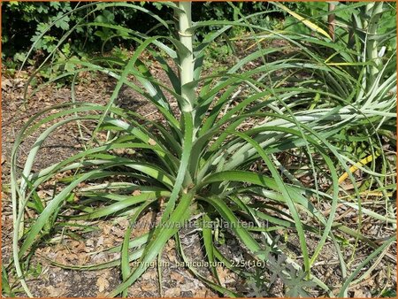 Eryngium paniculatum