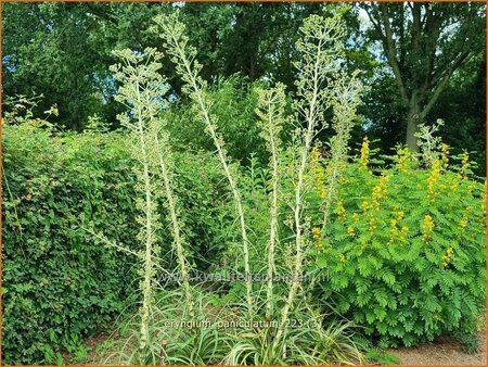 Eryngium paniculatum