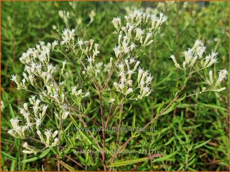 Eupatorium hyssopifolium