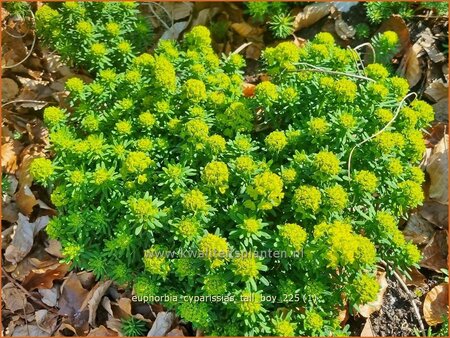 Euphorbia cyparissias 'Tall Boy'