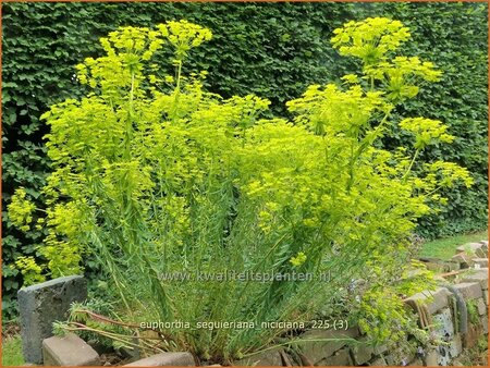 Euphorbia seguieriana niciciana