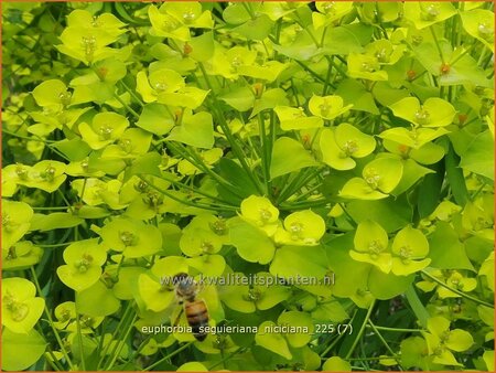 Euphorbia seguieriana niciciana
