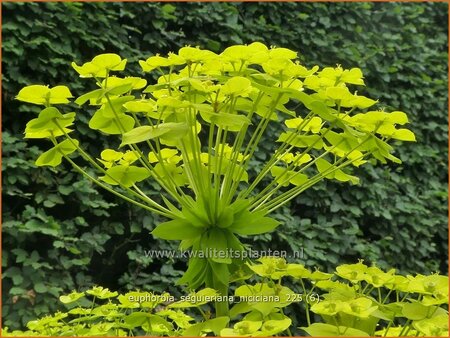 Euphorbia seguieriana niciciana