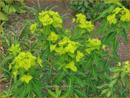 Euphorbia wallichii