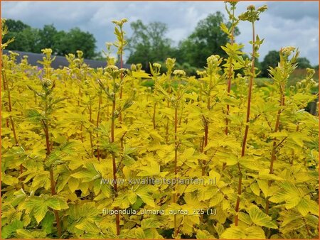 Filipendula ulmaria 'Aurea'