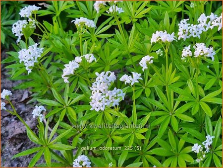 Galium odoratum