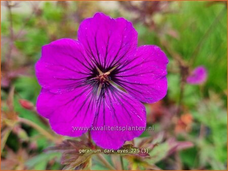 Geranium 'Dark Eyes'