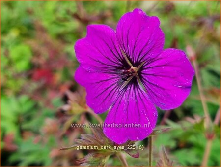 Geranium 'Dark Eyes'