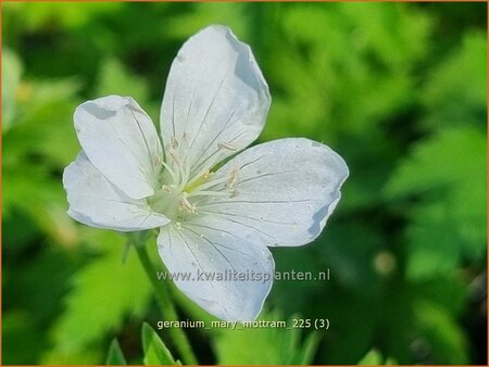 Geranium 'Mary Mottram'