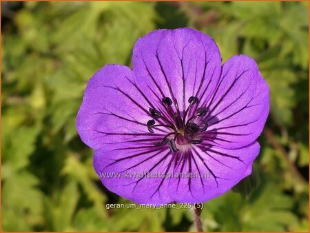 Geranium 'Mary-Anne'