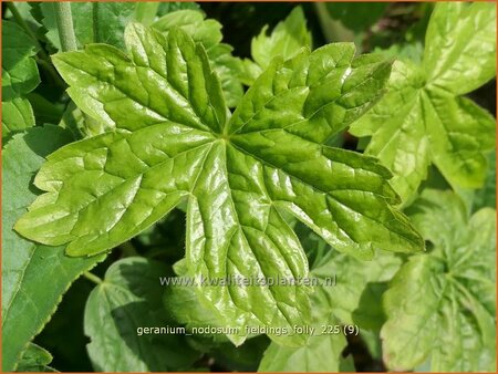 Geranium nodosum 'Tony's Talisman'