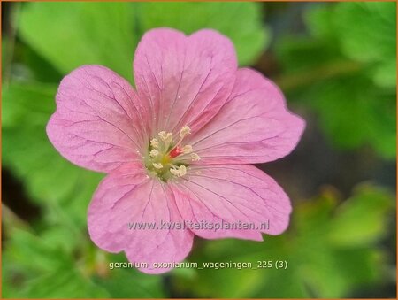 Geranium oxonianum 'Wageningen'