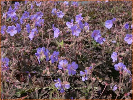 Geranium pratense 'Boom Chocolatta'
