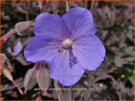 Geranium pratense 'Boom Chocolatta'