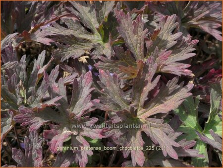 Geranium pratense 'Boom Chocolatta'