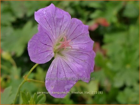 Geranium sanguineum 'Frivolius Lilac'