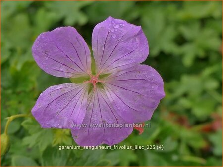 Geranium sanguineum 'Frivolius Lilac'