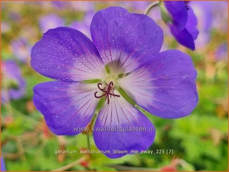 Geranium wallichianum 'Bloom Me Away'