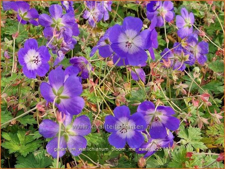 Geranium wallichianum 'Bloom Me Away'