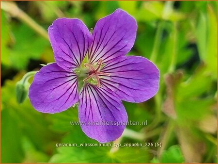 Geranium wlassovianum 'Typ Zeppelin'