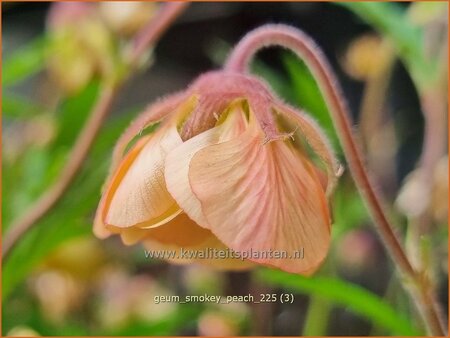 Geum 'Smokey Peach'