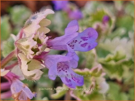 Glechoma hederacea 'Variegata'