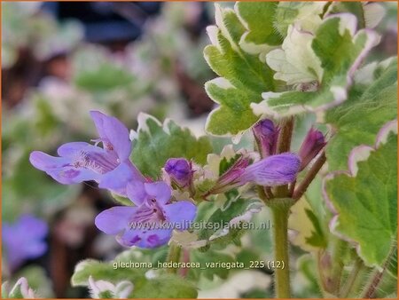 Glechoma hederacea 'Variegata'