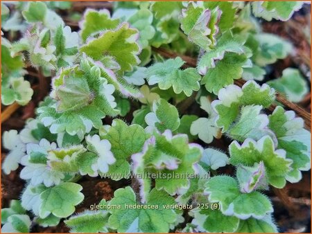 Glechoma hederacea 'Variegata'