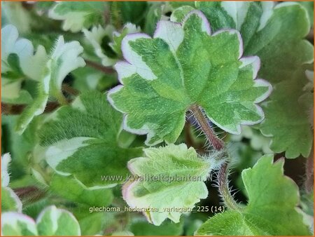 Glechoma hederacea 'Variegata'
