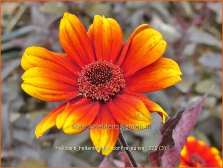 Heliopsis helianthoides 'Bonfire Sunset'