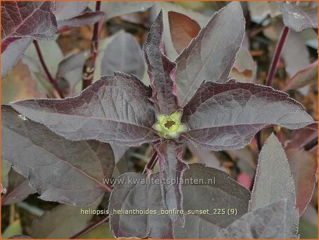 Heliopsis helianthoides 'Bonfire Sunset'