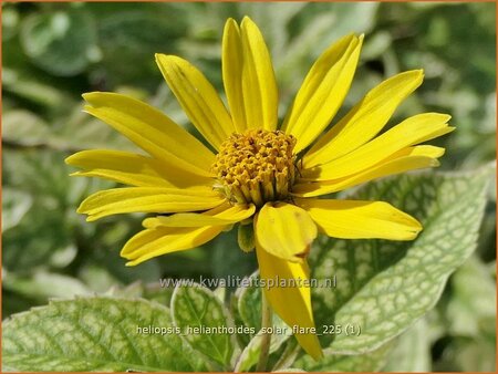 Heliopsis helianthoides 'Solar Flare'