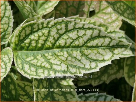 Heliopsis helianthoides 'Solar Flare'