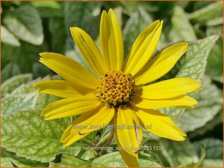 Heliopsis helianthoides 'Solar Flare'