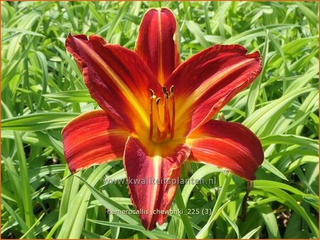Hemerocallis 'Chewonki'