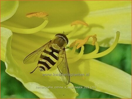 Hemerocallis citrina x ochroleuca