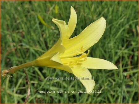 Hemerocallis citrina x ochroleuca