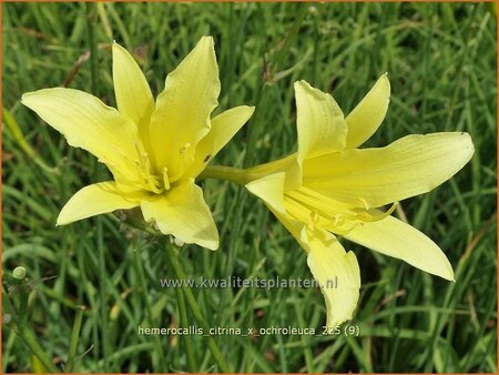 Hemerocallis citrina x ochroleuca