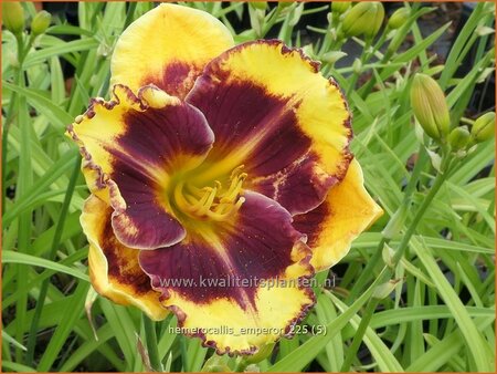 Hemerocallis 'Emperor'