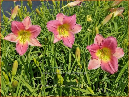 Hemerocallis 'Final Touch'
