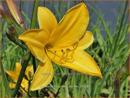 Hemerocallis 'Golden Chimes'