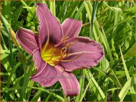 Hemerocallis 'Jockey Club'