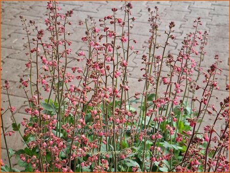 Heuchera 'Peppermint Spice'