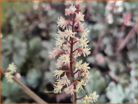 Heucherella 'Indigo Frost'