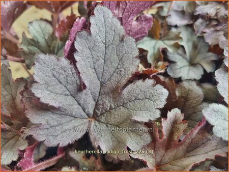 Heucherella 'Indigo Frost'