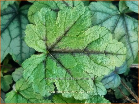 Heucherella 'Kimono'