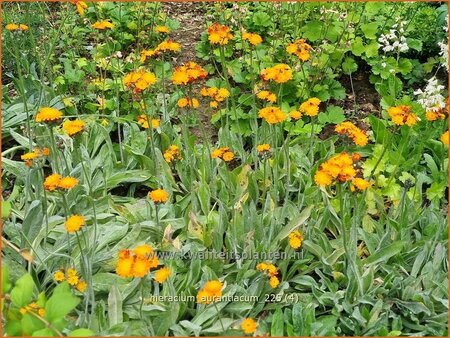 Hieracium aurantiacum