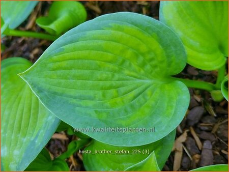 Hosta 'Brother Stefan'