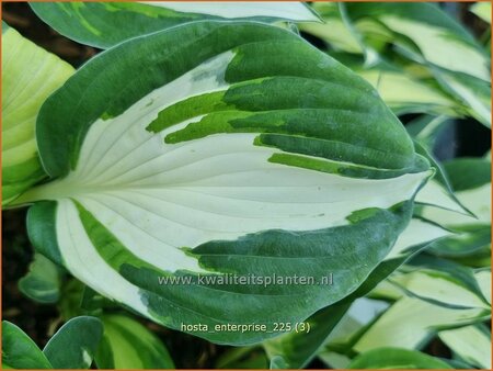 Hosta 'Enterprise'
