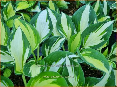 Hosta 'Enterprise'